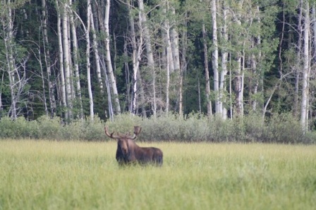 majestic moose